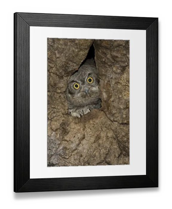 Framed Print : Western Screech Owl (Megascops kennicottii) juvenile at nest, Green Valley, Arizona Framed Print : Western Screech Owl (Megascops kennicottii) juvenile at nest, Green Valley, Arizona