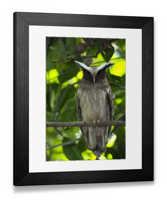 Framed Print : Crested Owl (Lophostrix cristata), Yasuni National Park, Amazon Rainforest, Ecuador Framed Print : Crested Owl (Lophostrix cristata), Yasuni National Park, Amazon Rainforest, Ecuador