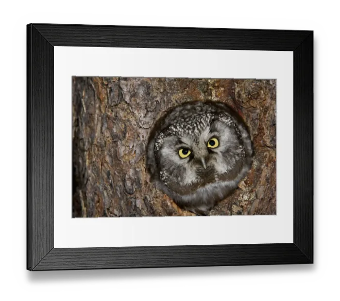 Framed Print : Boreal Owl (Aegolius funereus) in nest cavity, Alaska Framed Print : Boreal Owl (Aegolius funereus) in nest cavity, Alaska