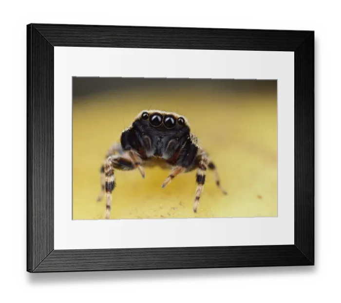 Framed Print : Jumping Spider portrait, Singapore Framed Print : Jumping Spider portrait, Singapore