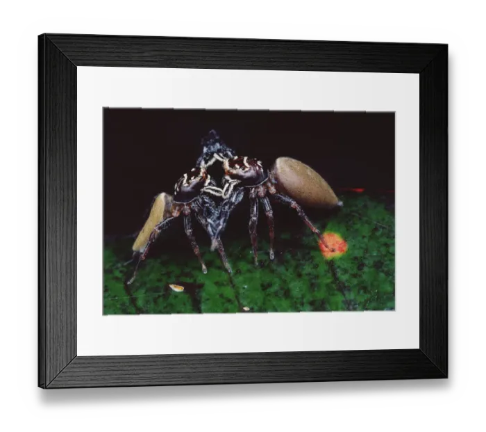 Framed Print : Jumping Spider (Bavia aericeps) two females fighting, Australia Framed Print : Jumping Spider (Bavia aericeps) two females fighting, Australia