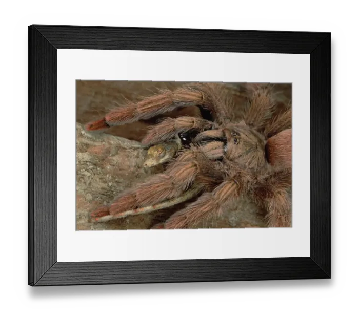 Framed Print : Tarantula (Tapinauchenius latipes) eating an Anoles Lizard, Rio Mormon, Peru Framed Print : Tarantula (Tapinauchenius latipes) eating an Anoles Lizard, Rio Mormon, Peru