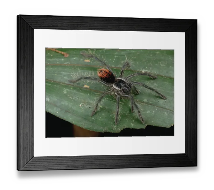 Framed Print : Unidentified juvenile Tarantula, Rio Mormon, Peru Framed Print : Unidentified juvenile Tarantula, Rio Mormon, Peru