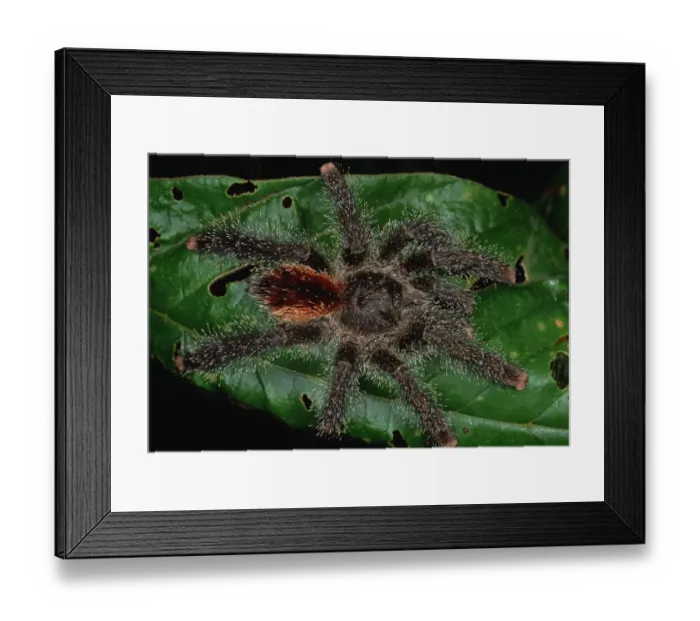 Framed Print : Tarantula (Avicularia sp) juvenile, Rio Momon, Peru Framed Print : Tarantula (Avicularia sp) juvenile, Rio Momon, Peru