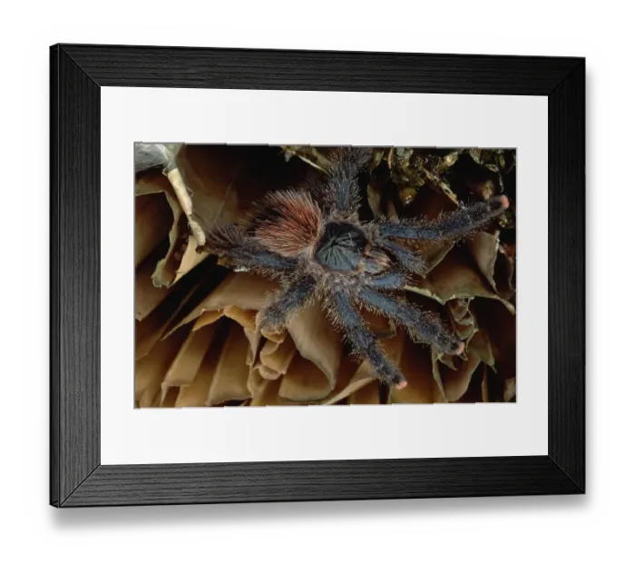 Framed Print : Metallic White-toed Tarantula (Avicularia metallica) in thatched roof, Venezuela Framed Print : Metallic White-toed Tarantula (Avicularia metallica) in thatched roof, Venezuela