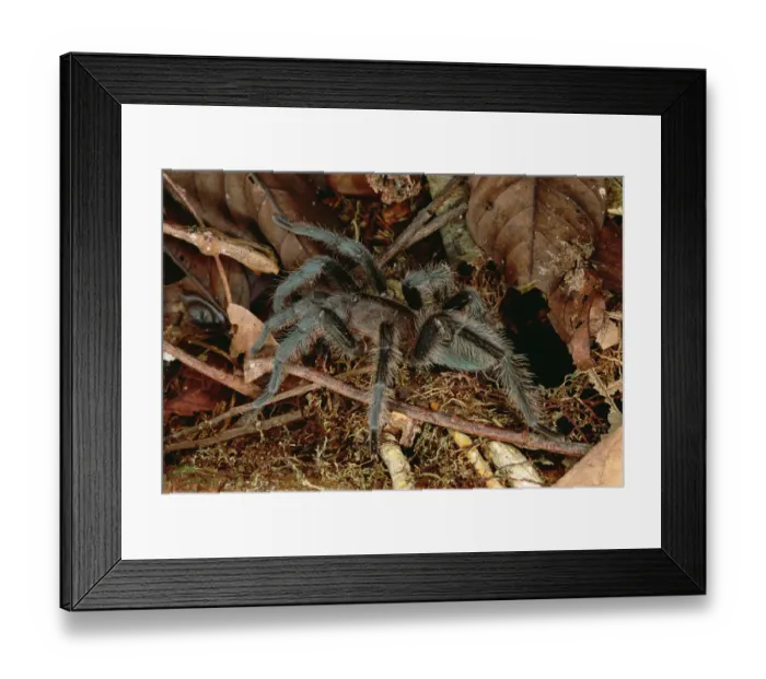 Framed Print : Tarantula (Dryptopelma sp) portrait, Rio Momon, Peru Framed Print : Tarantula (Dryptopelma sp) portrait, Rio Momon, Peru
