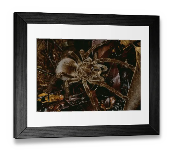Framed Print : Tarantula (Megaphobema sp) portrait, Rio Momon, Peru Framed Print : Tarantula (Megaphobema sp) portrait, Rio Momon, Peru