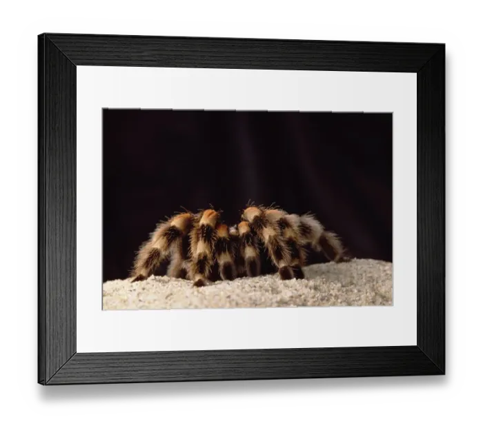 Framed Print : Mexican Red-knee Tarantula (Brachypelma smithi) portrait, Mexico Framed Print : Mexican Red-knee Tarantula (Brachypelma smithi) portrait, Mexico