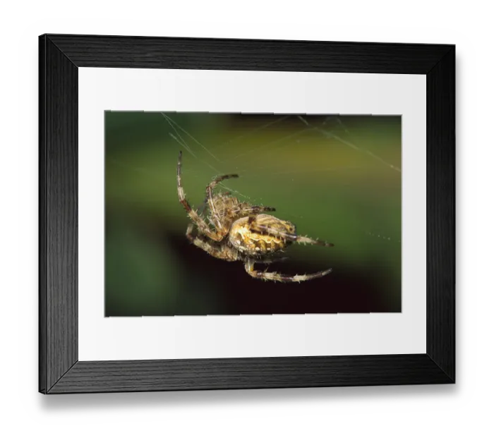 Framed Print : Garden Spider (Araneus diadematus) in web, Temperate North America Framed Print : Garden Spider (Araneus diadematus) in web, Temperate North America