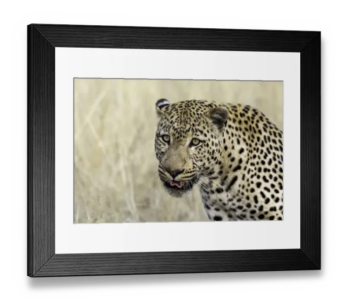 Framed Print : Leopard (Panthera pardus) portrait, Namibia Framed Print : Leopard (Panthera pardus) portrait, Namibia