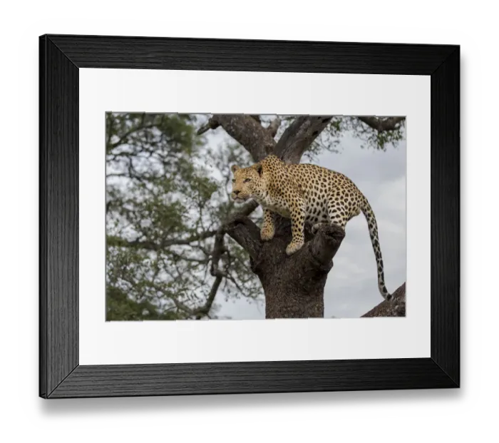Framed Print : Leopard (Panthera pardus) looking arround, Hoedspruit, Limpopo, South-Africa Framed Print : Leopard (Panthera pardus) looking arround, Hoedspruit, Limpopo, South-Africa