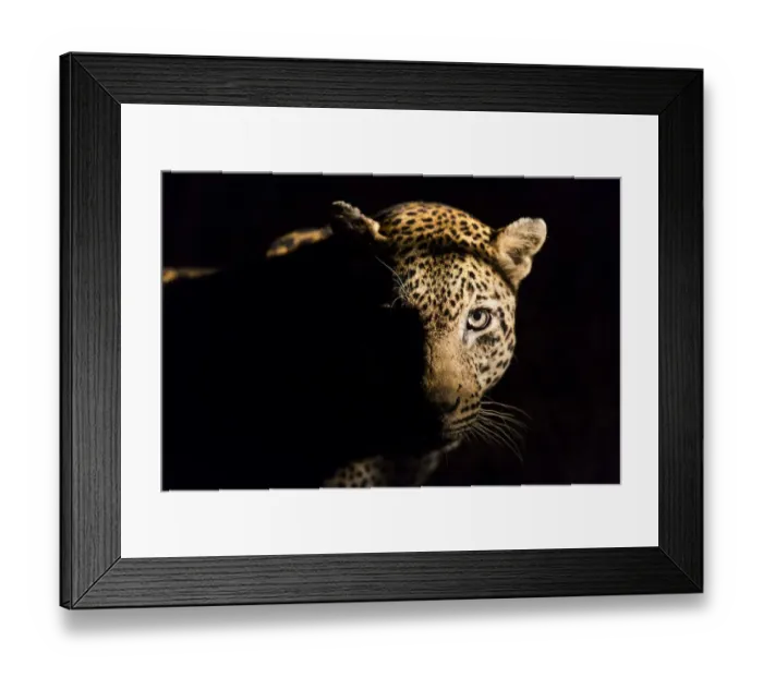 Framed Print : Leopard (Panthera pardus) portrait, Kruger National Park, Mpumalanga, South-Africa Framed Print : Leopard (Panthera pardus) portrait, Kruger National Park, Mpumalanga, South-Africa