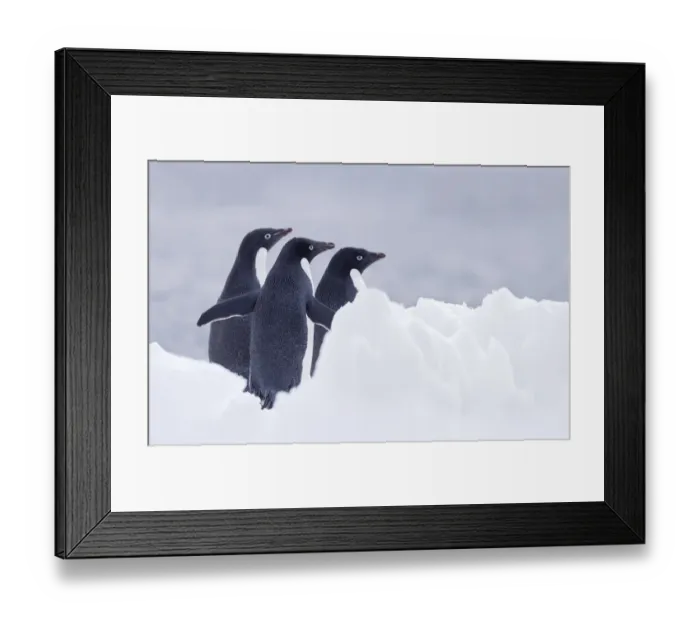 Framed Print : Three Adelie Penguins (Pygoscelis adeliae) on Paulet Island, Antarctica Framed Print : Three Adelie Penguins (Pygoscelis adeliae) on Paulet Island, Antarctica