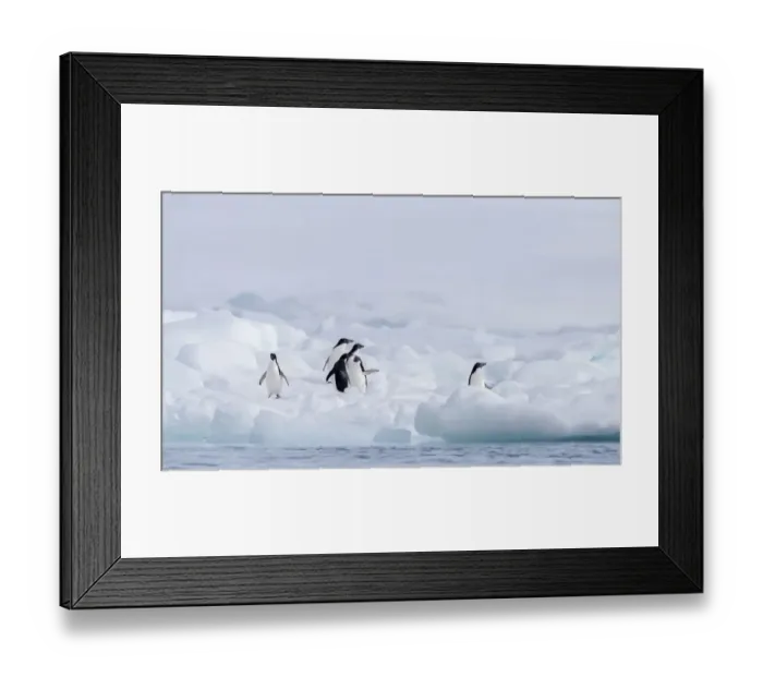 Framed Print : Group of Adelie Penguin (Pygoscelis adeliae) on Paulet Island, Antarctica Framed Print : Group of Adelie Penguin (Pygoscelis adeliae) on Paulet Island, Antarctica