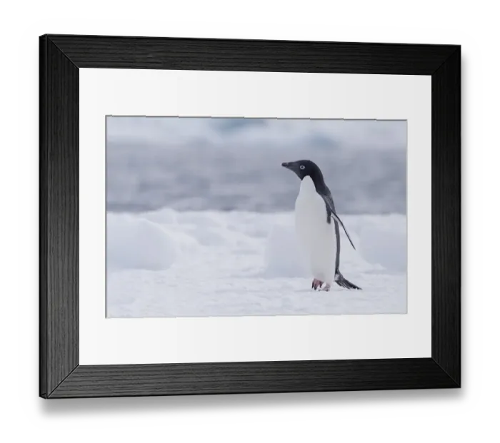 Framed Print : Adelie Penguin (Pygoscelis adeliae) walking on Paulet Island, Antarctica Framed Print : Adelie Penguin (Pygoscelis adeliae) walking on Paulet Island, Antarctica