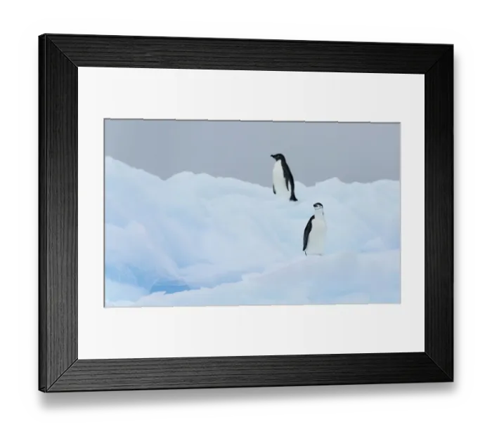Framed Print : Chinstrap Penguin (Pygoscelis antarcticus) with an Adelie Penguin (Pygoscelis adeliae) Framed Print : Chinstrap Penguin (Pygoscelis antarcticus) with an Adelie Penguin (Pygoscelis adeliae)