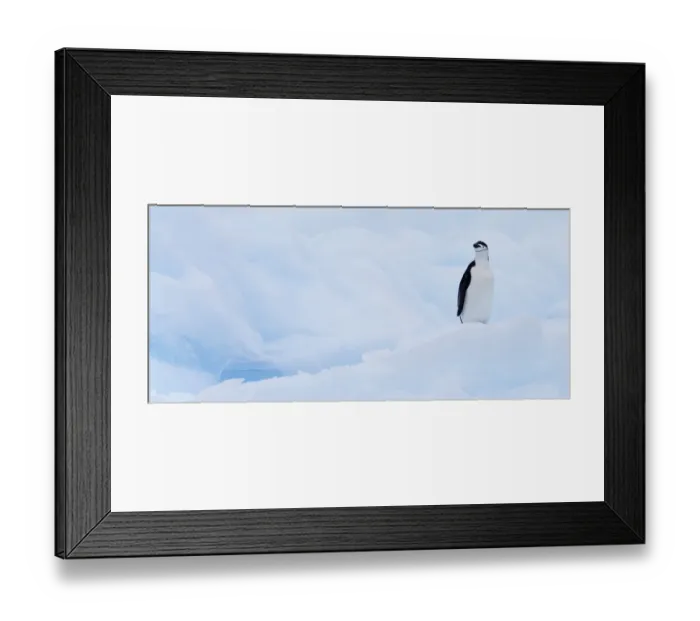Framed Print : Chinstrap Penguin (Pygoscelis antarcticus) standing on ice, Gourdin Island, Antarctica Framed Print : Chinstrap Penguin (Pygoscelis antarcticus) standing on ice, Gourdin Island, Antarctica