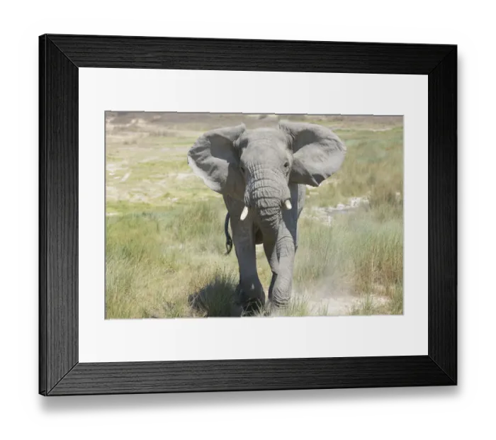Framed Print : African elephant (Loxodonta africana) charging, Serngeti national park, Tanzania Framed Print : African elephant (Loxodonta africana) charging, Serngeti national park, Tanzania