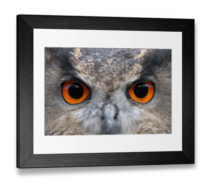 Framed Print : Eurasian Eagle Owl (Bubo Bubo) eyes, Gelderland, the Netherlands Framed Print : Eurasian Eagle Owl (Bubo Bubo) eyes, Gelderland, the Netherlands