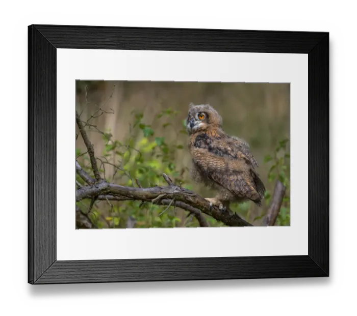 Framed Print : Eurasian Eagle Owl (Bubo bubo) juvenile perched on a branch in the forest, the Netherlands Framed Print : Eurasian Eagle Owl (Bubo bubo) juvenile perched on a branch in the forest, the Netherlands