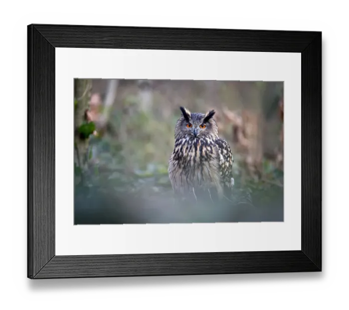 Framed Print : Eurasian Eagle Owl (Bubo bubo) perched into the woods, looking at camera, Gelderland Framed Print : Eurasian Eagle Owl (Bubo bubo) perched into the woods, looking at camera, Gelderland