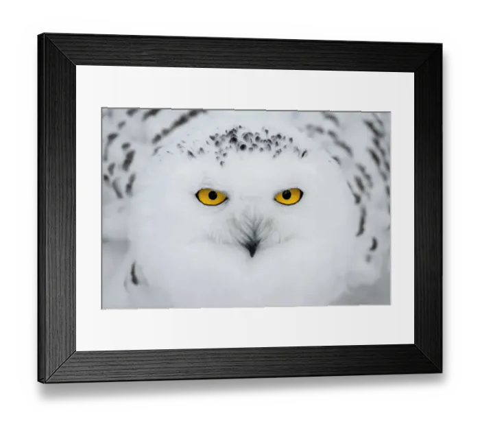 Framed Print : Snowy Owl (Bubo scandiacus) portrait, looking at camera Framed Print : Snowy Owl (Bubo scandiacus) portrait, looking at camera