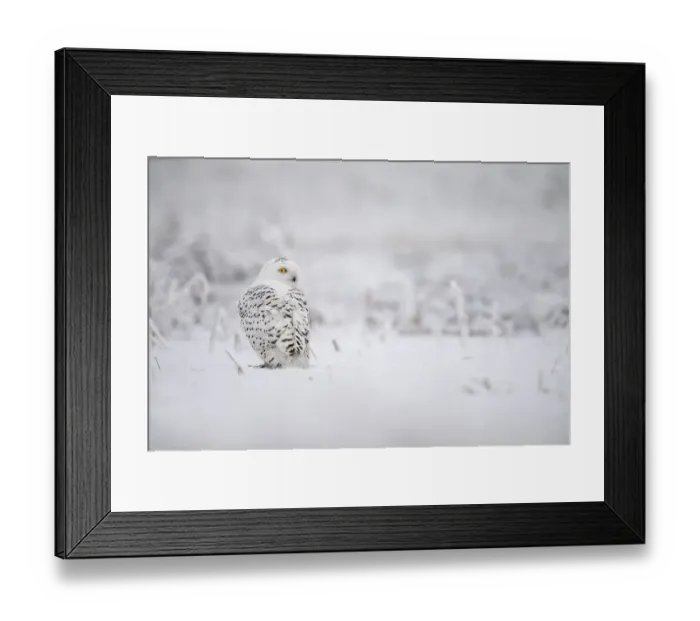 Framed Print : Snowy Owl (Bubo scandiacus) perched in the snow looking over his shoulder, the Netherlands Framed Print : Snowy Owl (Bubo scandiacus) perched in the snow looking over his shoulder, the Netherlands