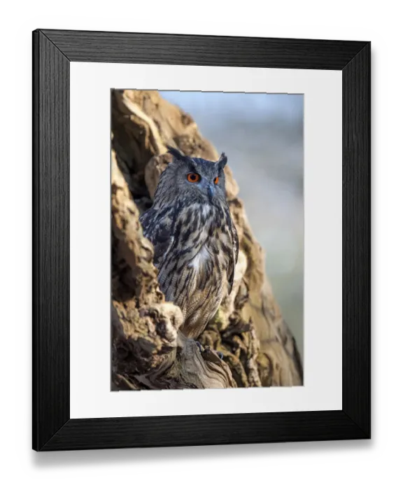Framed Print : Eurasian Eagle Owl (Bubo Bubo) perched in an old tree, Gelderland, the Netherlands Framed Print : Eurasian Eagle Owl (Bubo Bubo) perched in an old tree, Gelderland, the Netherlands