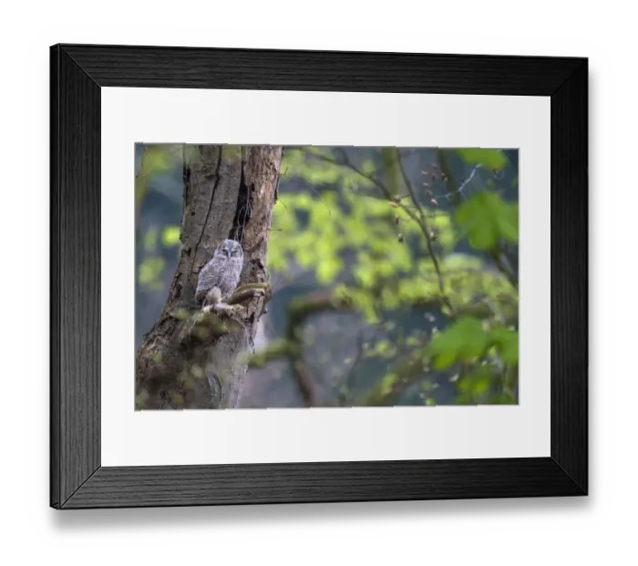 Framed Print : Tawny Owl (Strix Aluco) juvenile, perched in a tree while raining and looking to camera Framed Print : Tawny Owl (Strix Aluco) juvenile, perched in a tree while raining and looking to camera