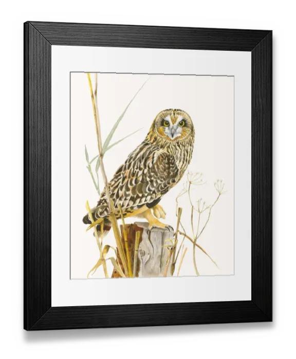 Framed Print : Short-eared Owl (Asio flammeus) sitting on a pole with some reed stems and other Framed Print : Short-eared Owl (Asio flammeus) sitting on a pole with some reed stems and other