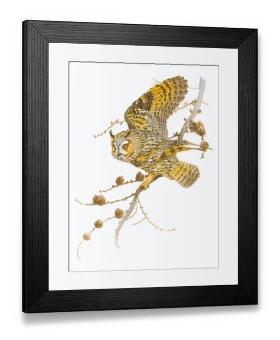 Framed Print : Long-eared Owl (Asio otus) in a European Larch (Larix decidua) ready for take off Framed Print : Long-eared Owl (Asio otus) in a European Larch (Larix decidua) ready for take off