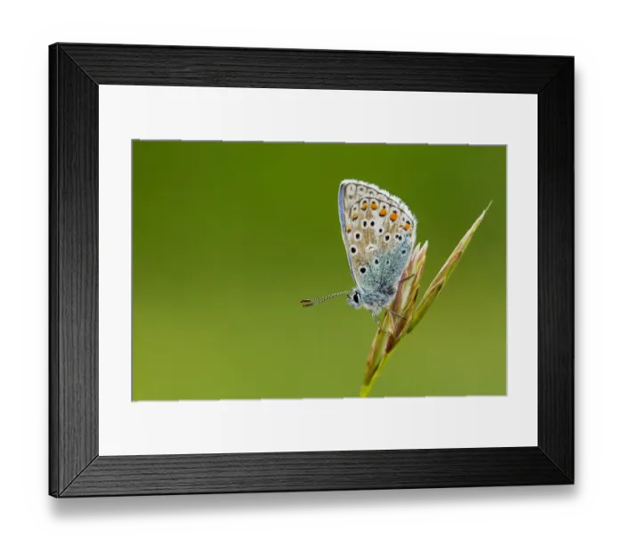 Framed Print : Adonis Blue on grass stem at dusk, Dorset, England Framed Print : Adonis Blue on grass stem at dusk, Dorset, England