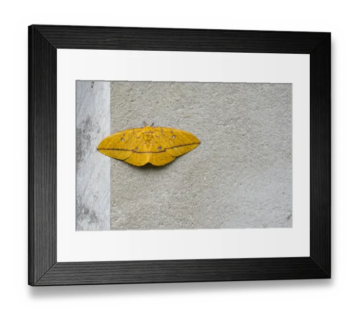 Framed Print : Imperial moth (Eacles imperialis) resting on wall, Brazil Framed Print : Imperial moth (Eacles imperialis) resting on wall, Brazil