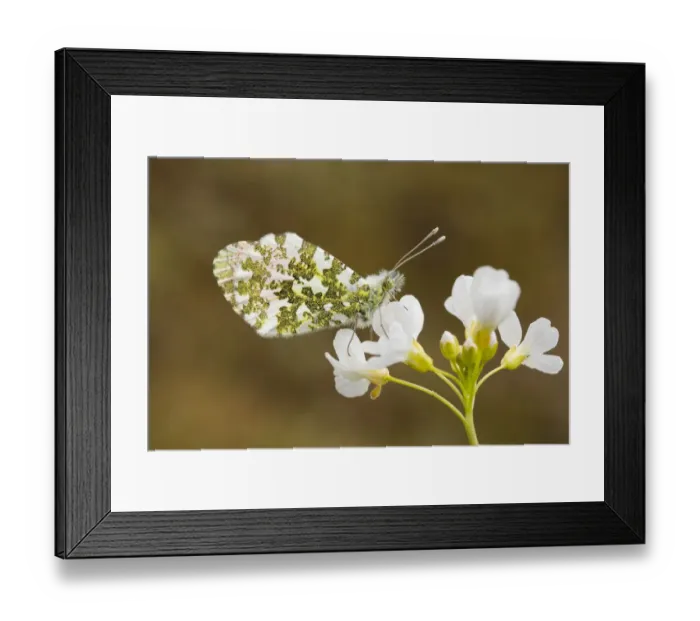 Framed Print : Orange Tip male (Anthocharis cardamines) resting on a Cuckoo Flower (Cardamine pratensis) Framed Print : Orange Tip male (Anthocharis cardamines) resting on a Cuckoo Flower (Cardamine pratensis)