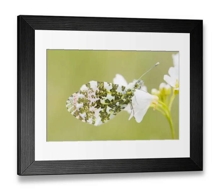 Framed Print : Orange Tip male (Anthocharis cardamines) resting on a Cuckoo Flower (Cardamine pratensis) Framed Print : Orange Tip male (Anthocharis cardamines) resting on a Cuckoo Flower (Cardamine pratensis)