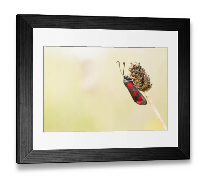 Framed Print : Six-spot Burnet (Zygaena filipendulae) resting on vegetation, Nationaal Park Lauwersmeer Framed Print : Six-spot Burnet (Zygaena filipendulae) resting on vegetation, Nationaal Park Lauwersmeer