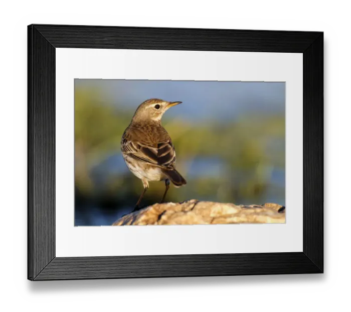 Framed Print : Water Pipit (Anthus spinoletta), Castile-La Mancha, Spain