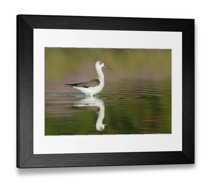 Framed Print : Black-winged Stilt (Himantopus himantopus) juvenile foraging, Tuscany, Italy Framed Print : Black-winged Stilt (Himantopus himantopus) juvenile foraging, Tuscany, Italy