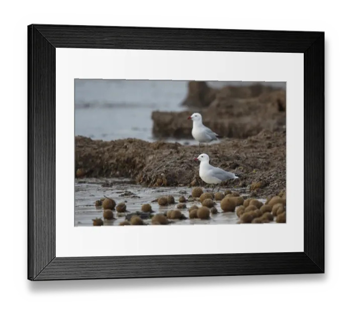 Framed Print : Audouins Gull (Ichthyaetus audouinii), Mallorca, Spain Framed Print : Audouins Gull (Ichthyaetus audouinii), Mallorca, Spain