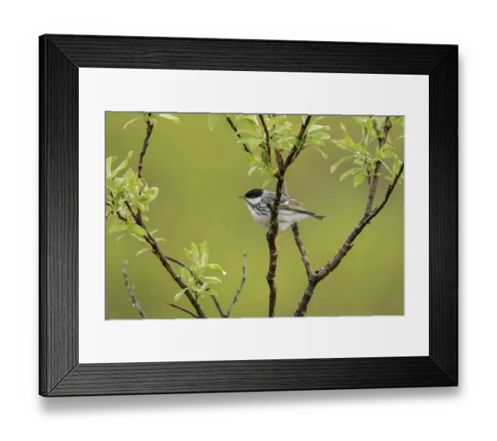 Framed Print : Blackpoll Warbler (Setophaga striata) male, Alaska, USA Framed Print : Blackpoll Warbler (Setophaga striata) male, Alaska, USA