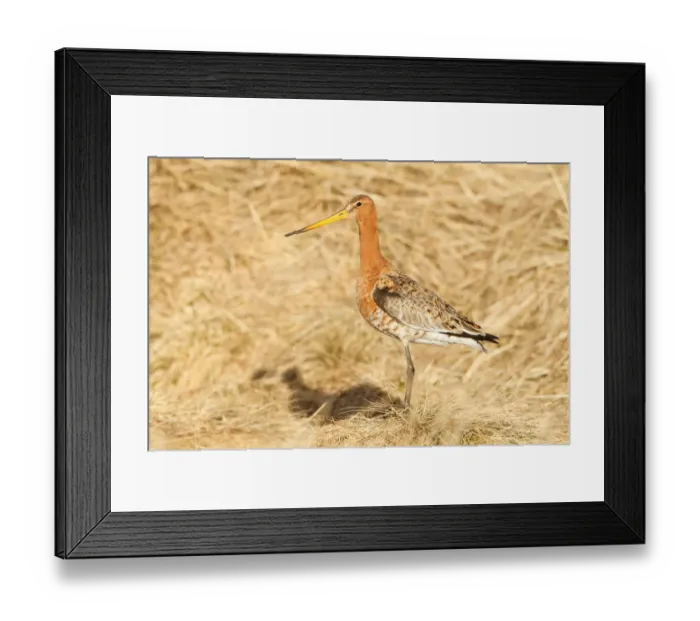 Framed Print : Black-tailed Godwit (Limosa limosa), Myvatn, Iceland Framed Print : Black-tailed Godwit (Limosa limosa), Myvatn, Iceland