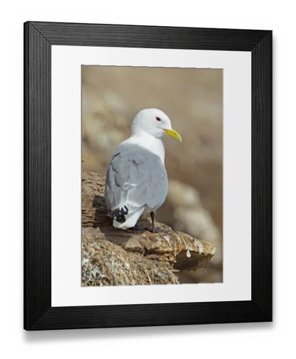 Framed Print : Black-legged Kittiwake (Rissa tridactyla), Finnmark, Norway Framed Print : Black-legged Kittiwake (Rissa tridactyla), Finnmark, Norway