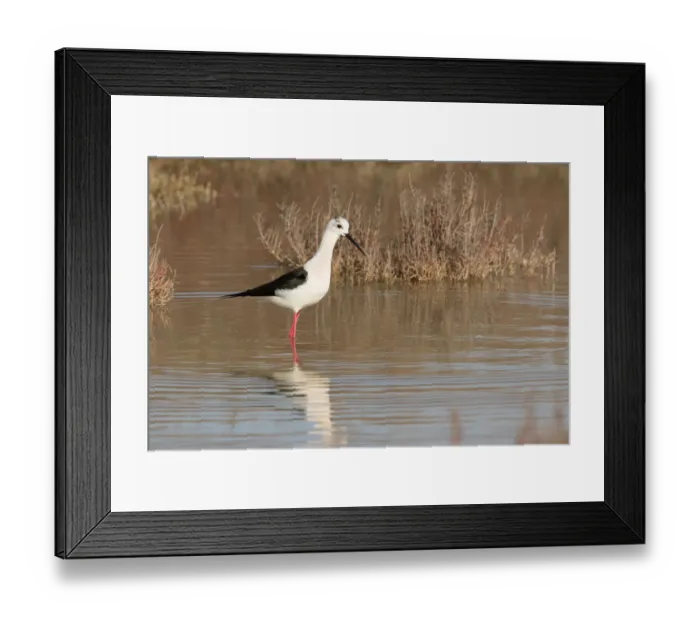 Framed Print : Black-winged Stilt (Himantopus himantopus), Sardinia, Italy Framed Print : Black-winged Stilt (Himantopus himantopus), Sardinia, Italy