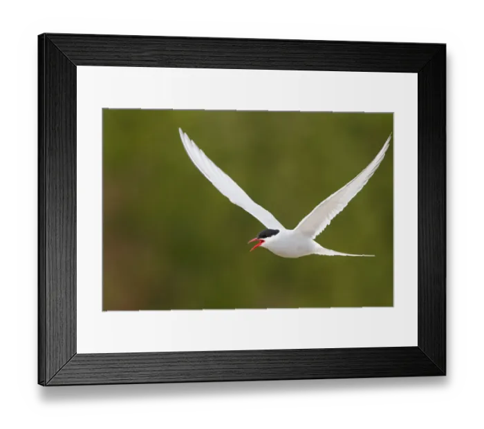 Framed Print : Arctic Tern (Sterna paradisaea) calling in flight, Finnmark, Norway Framed Print : Arctic Tern (Sterna paradisaea) calling in flight, Finnmark, Norway