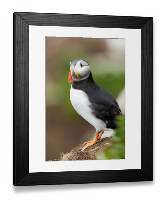 Framed Print : Atlantic Puffin (Fratercula arctica), Finnmark, Norway Framed Print : Atlantic Puffin (Fratercula arctica), Finnmark, Norway