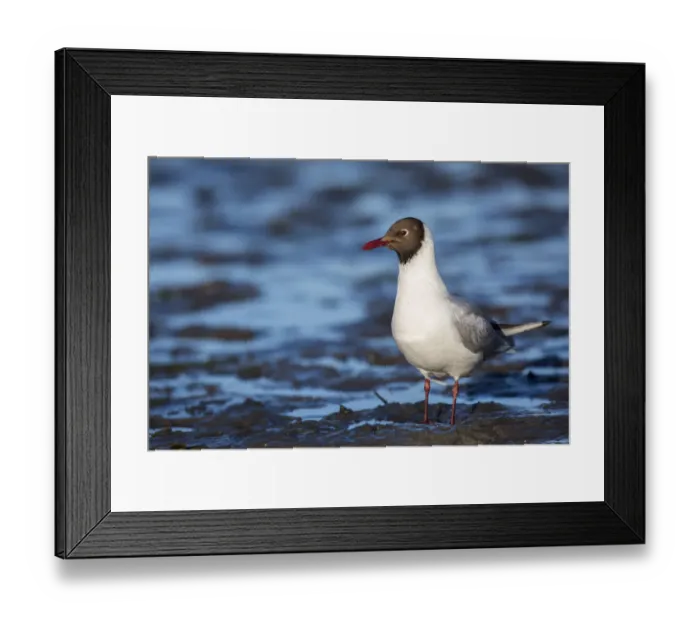Framed Print : Black-headed Gull (Chroicocephalus ridibundus), Seahouses, United Kingdom Framed Print : Black-headed Gull (Chroicocephalus ridibundus), Seahouses, United Kingdom