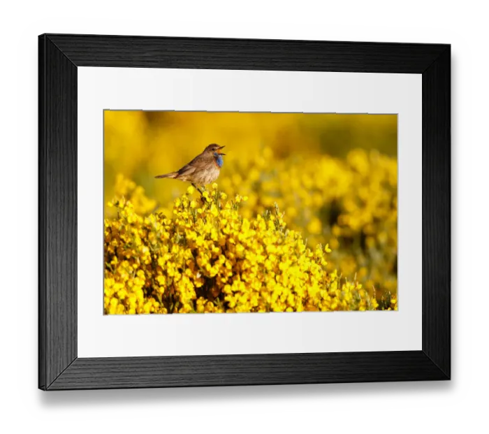 Framed Print : Bluethroat (Luscinia svecica cyanecula) male singing, Castile, Spain