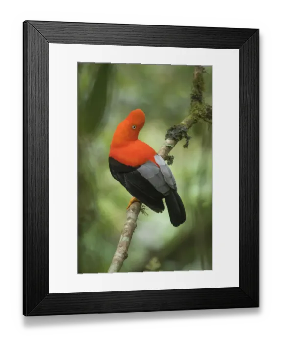 Framed Print : Andean Cock-of-the-rock (Rupicola peruvianus) male, Madre de Dios, Peru Framed Print : Andean Cock-of-the-rock (Rupicola peruvianus) male, Madre de Dios, Peru