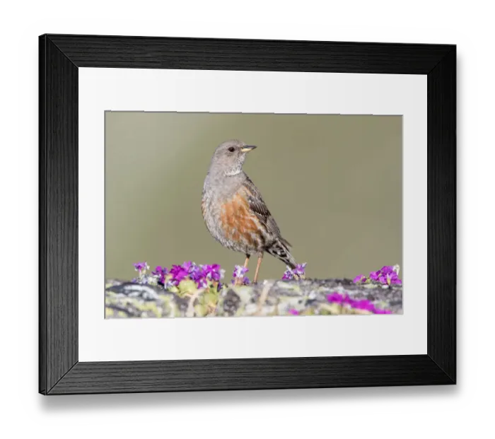 Framed Print : Alpine Accentor (Prunella collaris), Grisons, Switzerland Framed Print : Alpine Accentor (Prunella collaris), Grisons, Switzerland