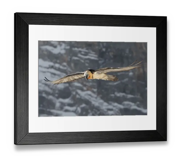 Framed Print : Bearded Vulture (Gypaetus barbatus) flying, Valais, Switzerland Framed Print : Bearded Vulture (Gypaetus barbatus) flying, Valais, Switzerland
